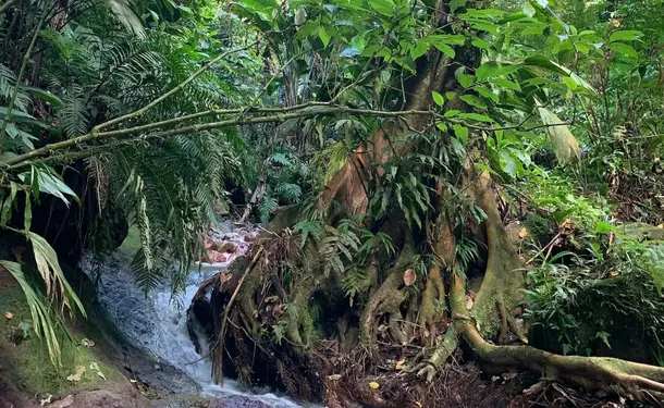 Rando Dlo - Wellness hike at the foot of the Pitons du Carbet