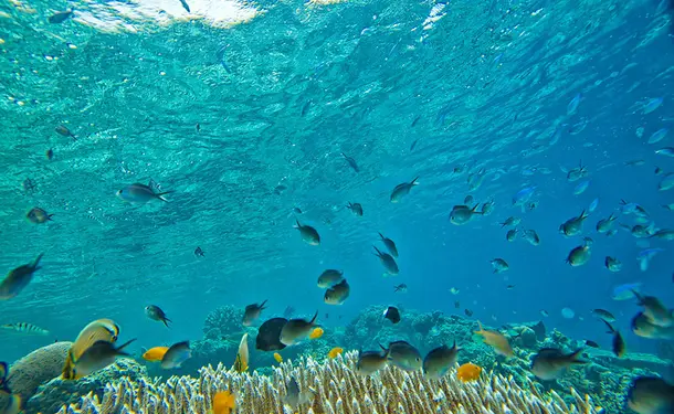 Baptême de plongée - A la découverte des fonds marins