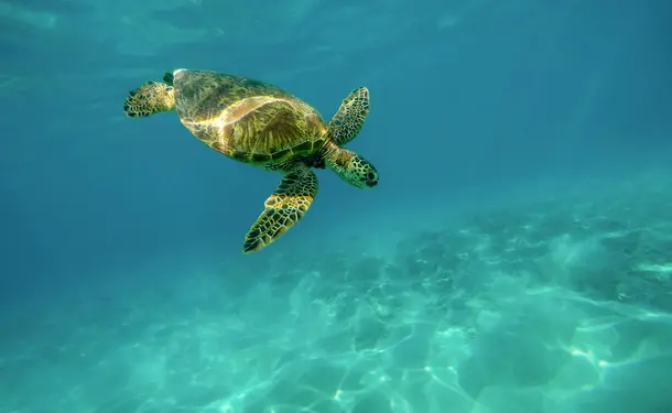 Scuba diving - Discovering the seabed