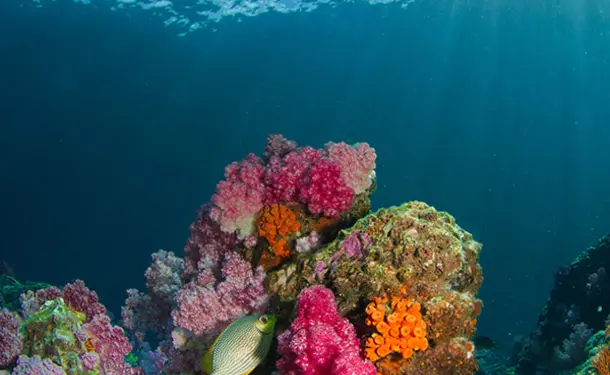 Scuba diving - Discovering the seabed