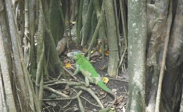 Kayak rental - trip to the Chancel islet and the mangrove