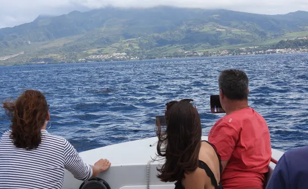 Morning in the North Caribbean with dolphins