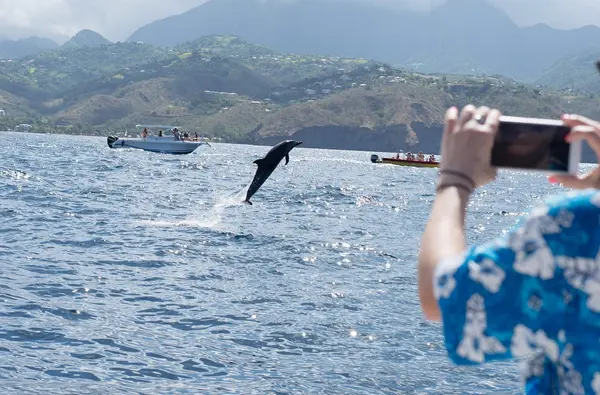 Matinée sur la côte caraïbe avec les dauphins