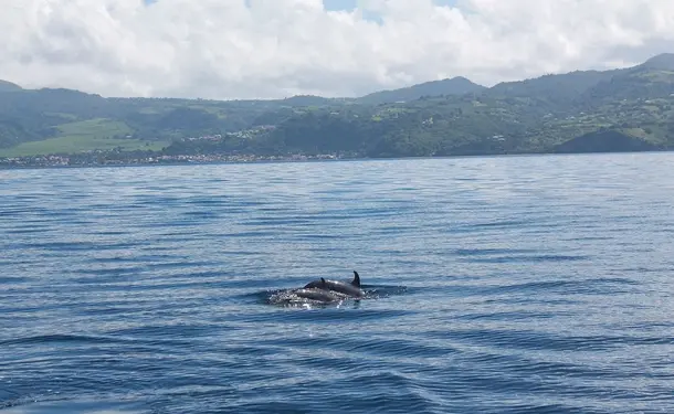 Matinée sur la côte caraïbe avec les dauphins