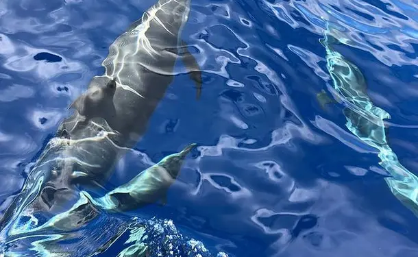 Observation des dauphins et découverte du littoral 