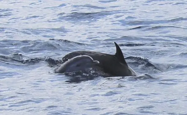 Observation of marine mammals and discovery of the coastline 