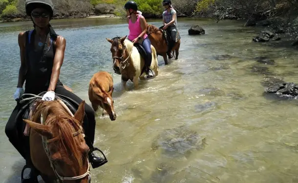 Balade à cheval le long de la côte littorale de l'anse Macabou
