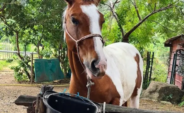 Balade à cheval le long de la côte littorale de l'anse Macabou