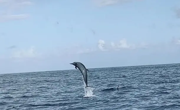 Observation des dauphins et découverte du littoral 