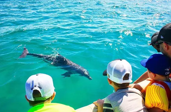 Observation des dauphins et découverte du littoral 
