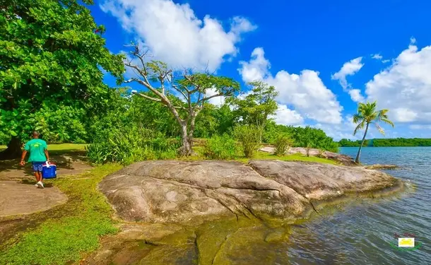 Immersion dans la mangrove de Génipa