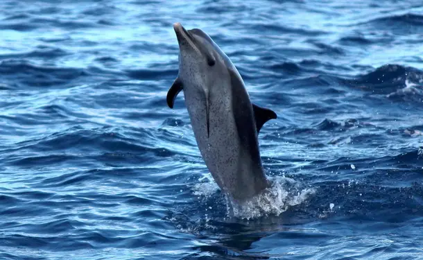 Catamaran day in the north of the island with dolphins