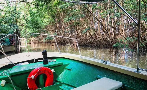 Immersion dans la mangrove de Génipa