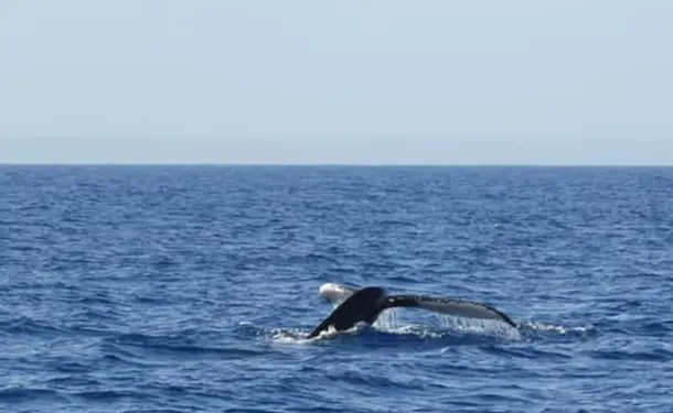 Évasion Tropicale en Catamaran à Marie-Galante