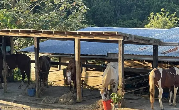 Cheval & rivière pour une balade enchantée