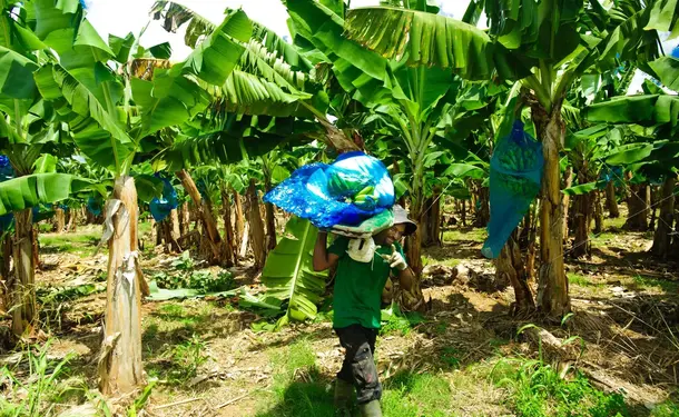 Voyage au cœur des plantations martiquaises en petit train