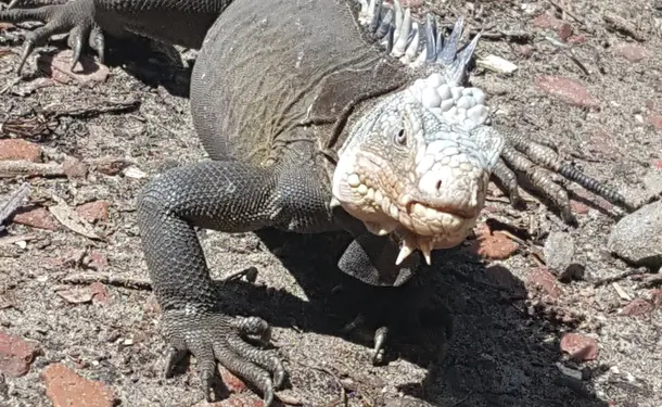 Kayak trip to ilet Chancel, the iguana island