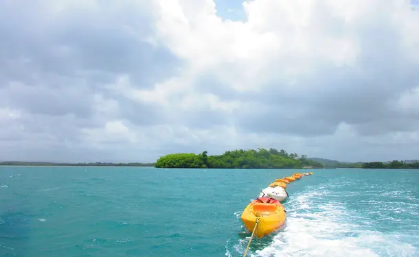 Kayaking in the mangrove of Trois-Ilets