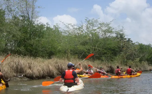 Kayaking in the mangrove of Trois-Ilets