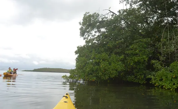 Randonnée en Kayak dans la mangrove des Trois-Ilets