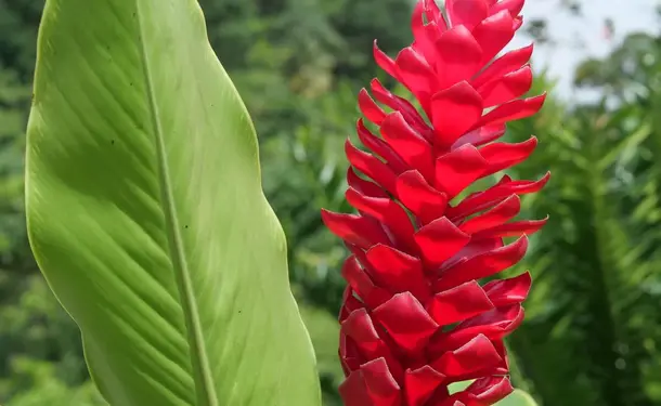 Botanical Garden of Balata