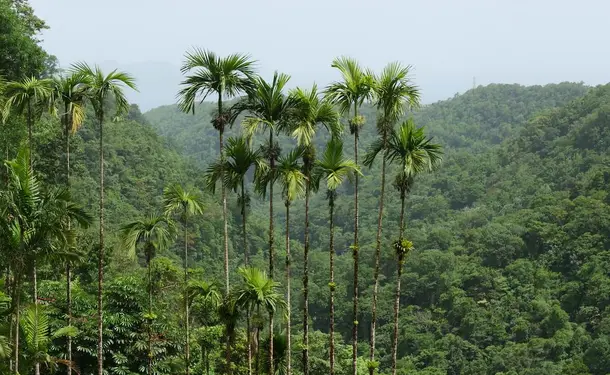 Botanical Garden of Balata