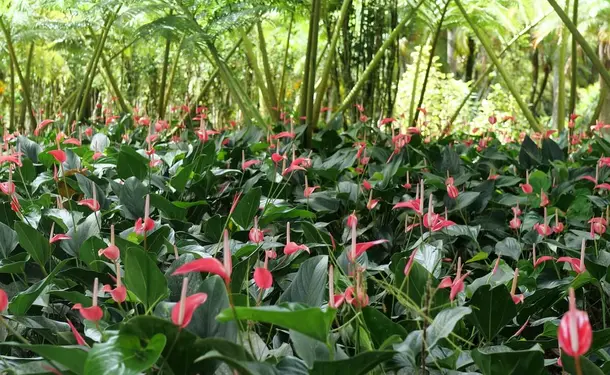 Le jardin de Balata