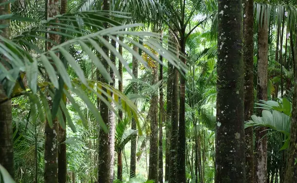 Le jardin de Balata