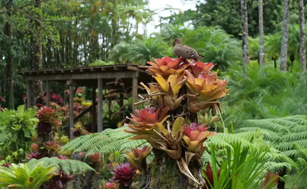 Botanical Garden of Balata