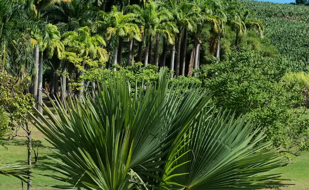 The Gardens of the Clement Residence 