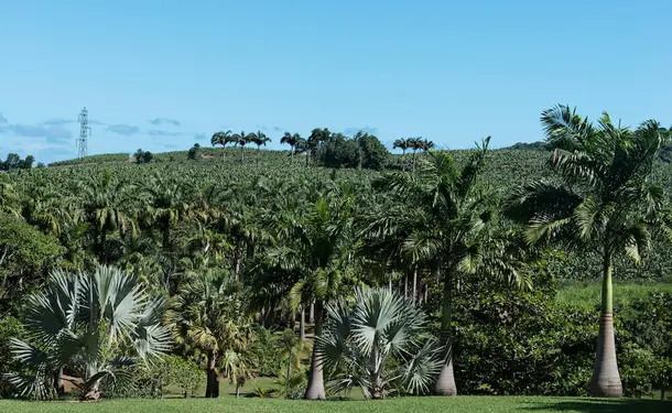 Les Jardins de l'Habitation Clément 