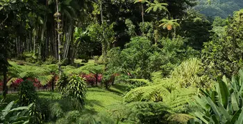 The Emerald Domain