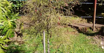 The Bonneville Garden