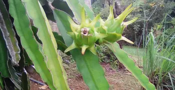 The Bonneville Garden