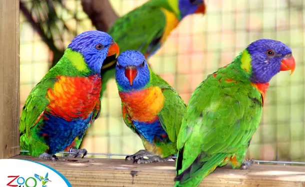Le zoo de la Martinique