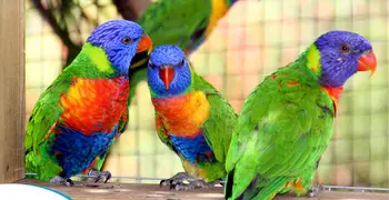 The zoo of Martinique