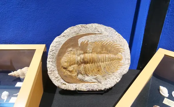 Sea Museum of Martinique