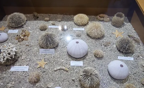 Sea Museum of Martinique