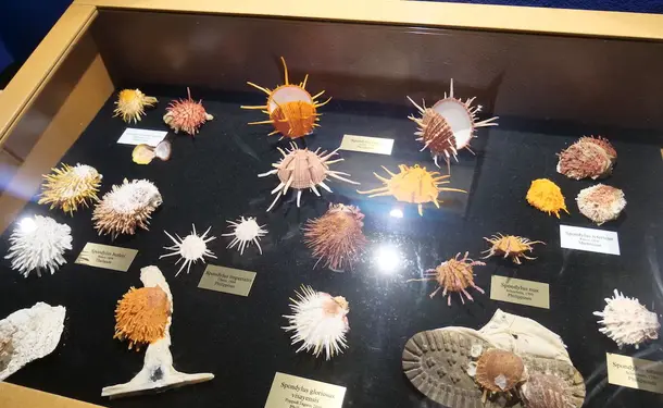 Sea Museum of Martinique