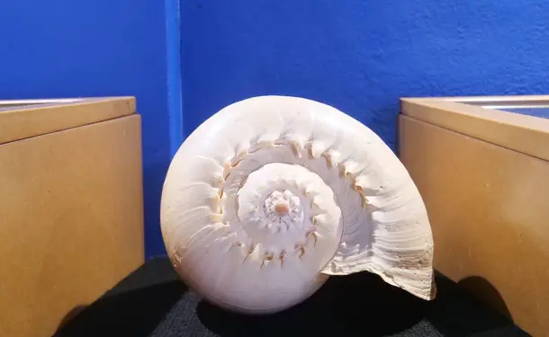 Sea Museum of Martinique