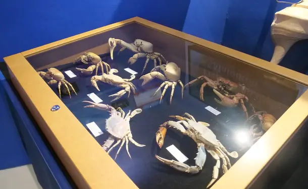 Le Musée de la Mer