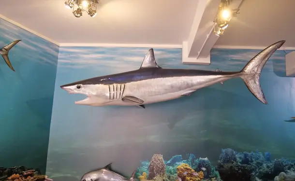 Le Musée de la Mer