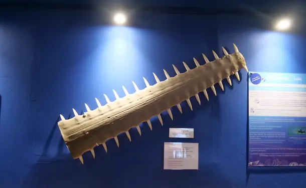Sea Museum of Martinique