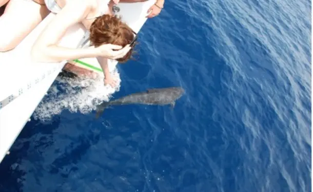 Catamaran et dauphin pour une demi journée tip top