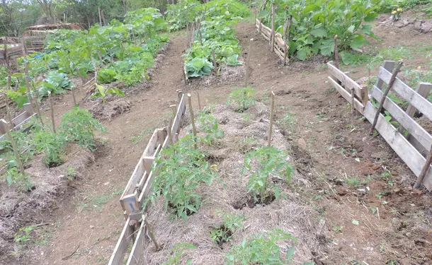 West Indian tips for growing your garden