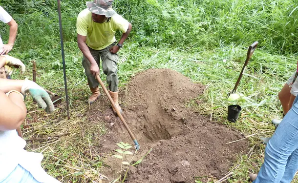 West Indian tips for growing your garden