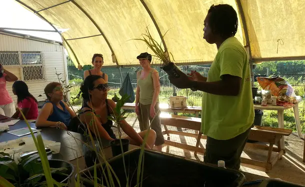 West Indian tips for growing your garden