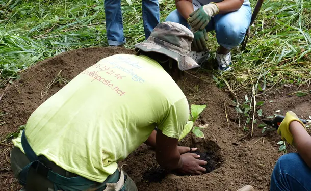 West Indian tips for growing your garden