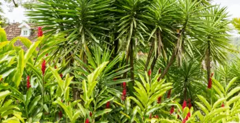 Le jardin botanique du Carbet
