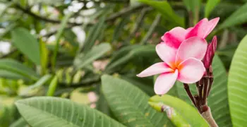 Le Jardin de Bel Air